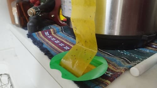 コバエ取り